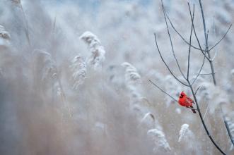 Cardinal in the Snow